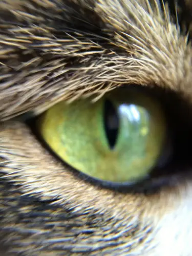 Pixel Cat Eye