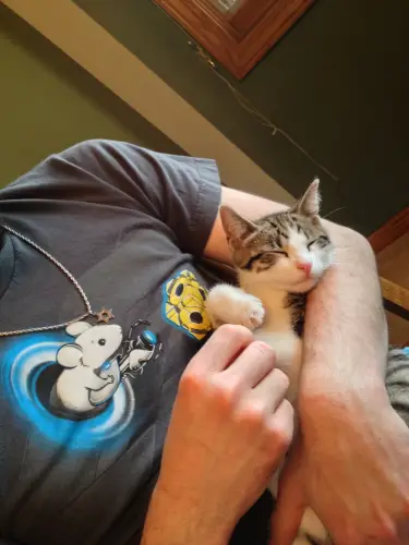 Pixel Tasman Kitten